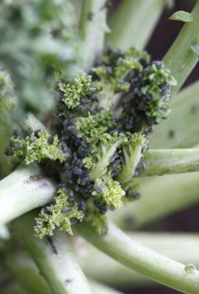 甘蓝蚜虫的防治方法