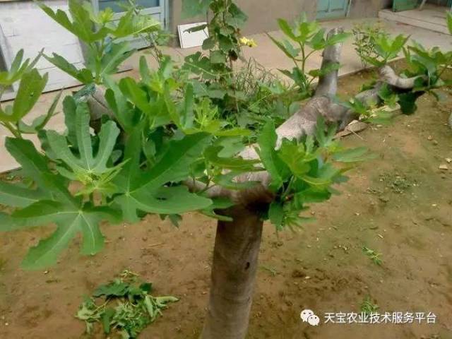 无花果树整形修剪图解图片