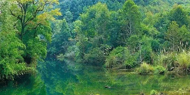 常绿阔叶林图片,带落叶阔叶林图片,针叶林图片_大山谷图库