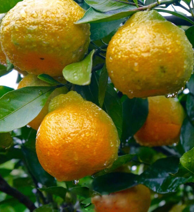 华宁柑橘汁多早熟