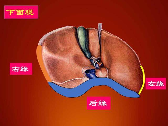 肝左叶工字形结构图片