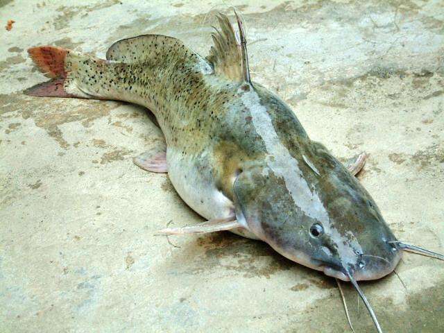 这条鲶鱼有70公分长真是淡水鱼里的小霸王