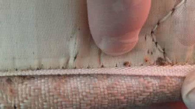 消灭跳蚤的方法是喷洒柏灵素杀虫剂,特别是针对跳蚤的卵,若虫和蛹