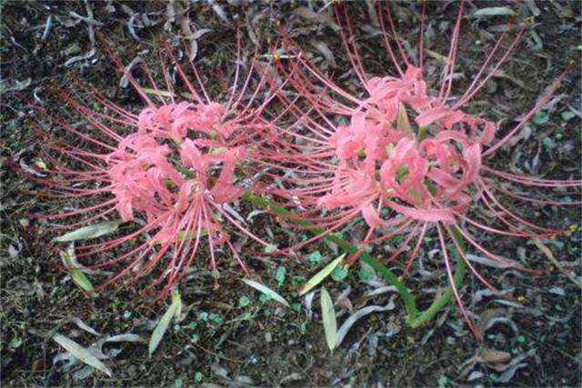 曼珠沙華,別名紅色彼岸花(lycorisradiata),又稱