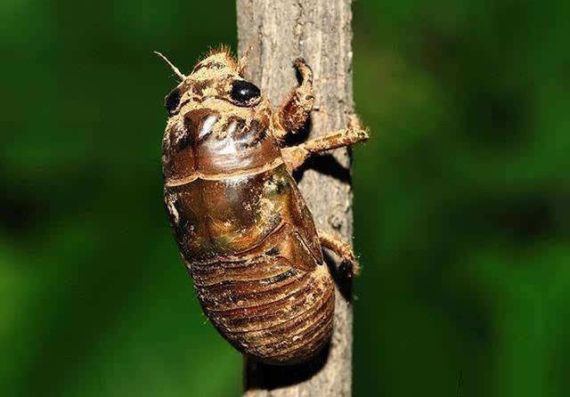 多种,成虫虽然多是黑色,科学发现它们不怕热,它们会从身体排水降温!