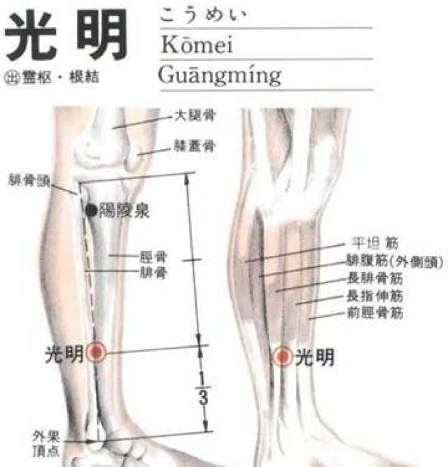 【圖解光明穴位的位置】【光明穴的位置】位於人體的小腿外側,當外踝