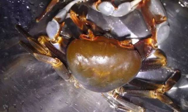 消暑之星‖ 凉瓜宴>  水照影煲山螃蜞>!