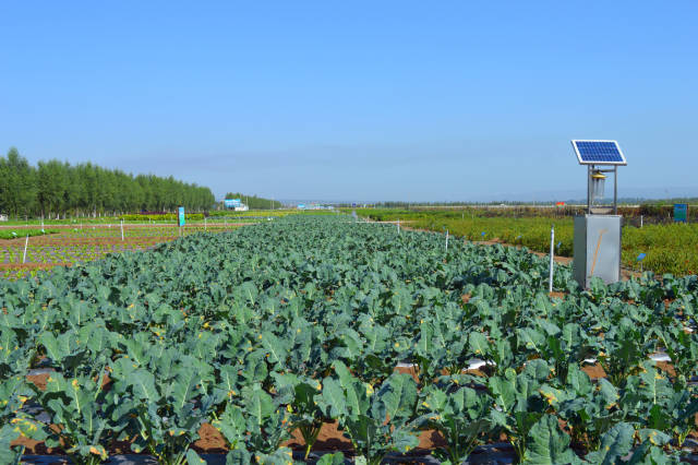 我们参观的固原市原州区彭堡姚磨·闫堡万亩冷凉蔬菜基地,冷凉蔬菜的