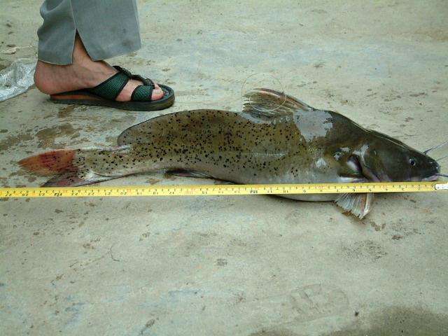 这条鲶鱼有70公分长真是淡水鱼里的小霸王