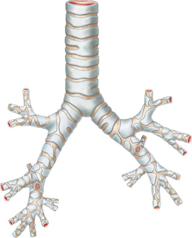 图2 左侧及右侧支气管解剖