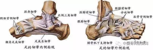 踝关节的解剖通常踝关节韧带损伤有90%为外侧韧带损伤