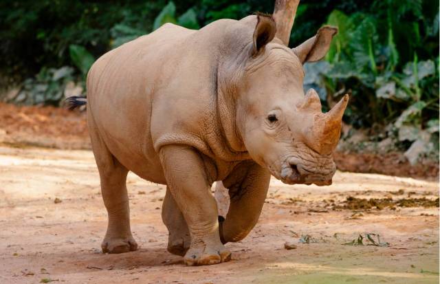又有濒危动物来安家!没想到广州这么多世界级"国宝",失敬失敬!