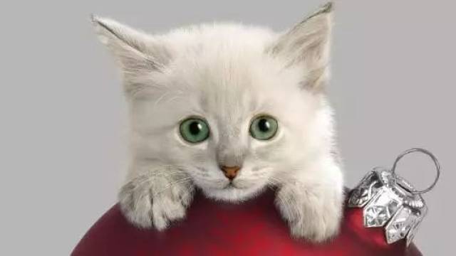 《Nature》:撸猫人士请注意!弓形虫还有三十秒