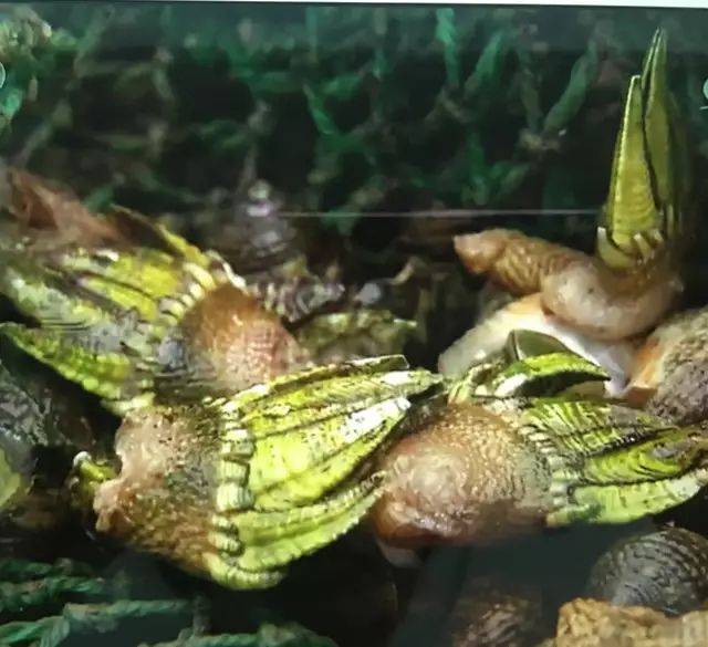 信息来源:网络 又名狗爪螺,鬼爪,龟足,鹅颈藤壶,笔架……被称为"来自