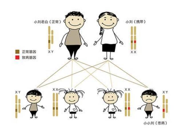 色盲婚配遗传图解图片