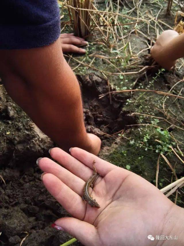 又到秋收时节收稻谷捉泥鳅为你全记录