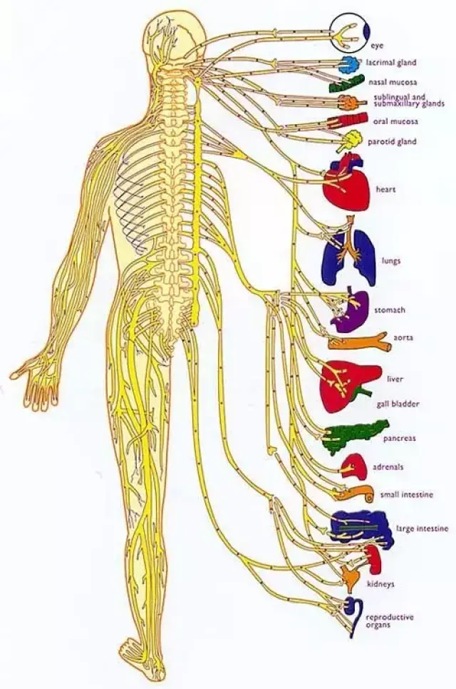 脊柱神经体表分布图图片