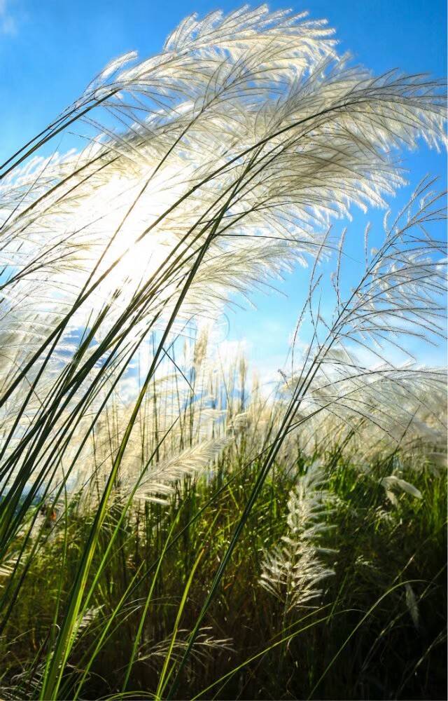 乐山芦苇荡美爆了,随便来一张都是摄影作品!