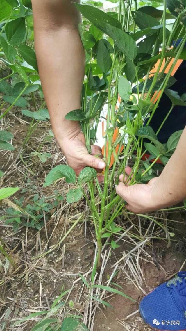 2017国审大豆品种"濮豆857"展示