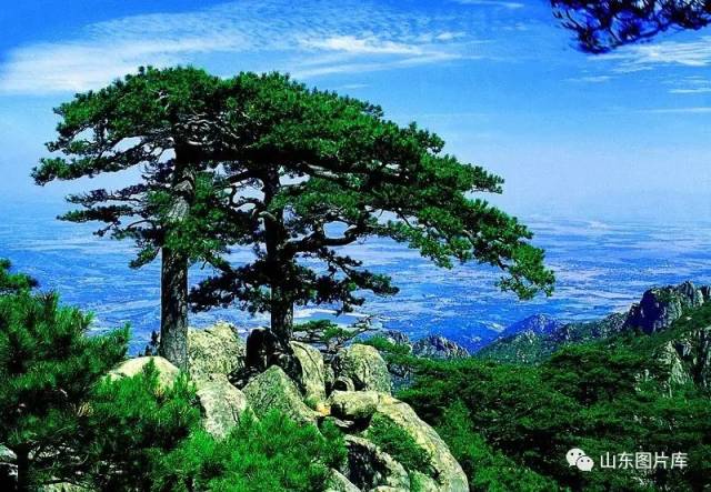 山上百年老松树图片,中松树图片大全大图,千年松树图片_大山谷图库
