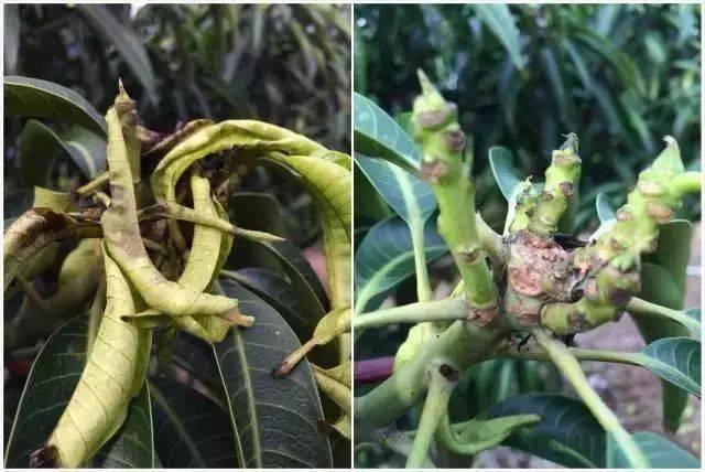 芒果秋梢如何快速发芽,怎么让芒果芽长得快,芒果发芽(第3页)_大山谷图库