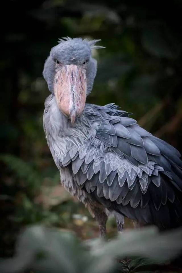 鯨頭鸛,鳥中哈奇士!終於懂了,這麼大個子為啥是保護動物了!