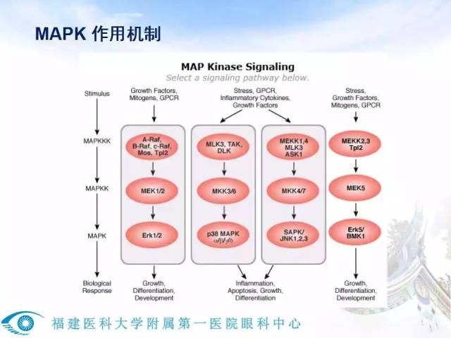 p38mapk通路磷酸化图片