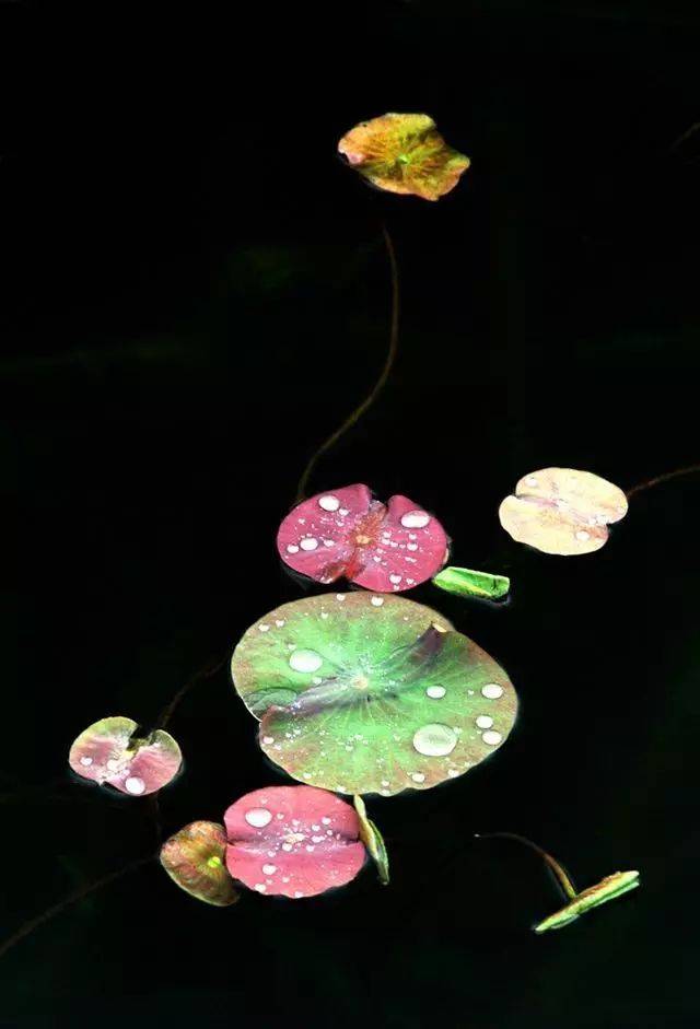 扫林留送笋,汲水带浮花." - 《赠东庵道者》 (明) 高启