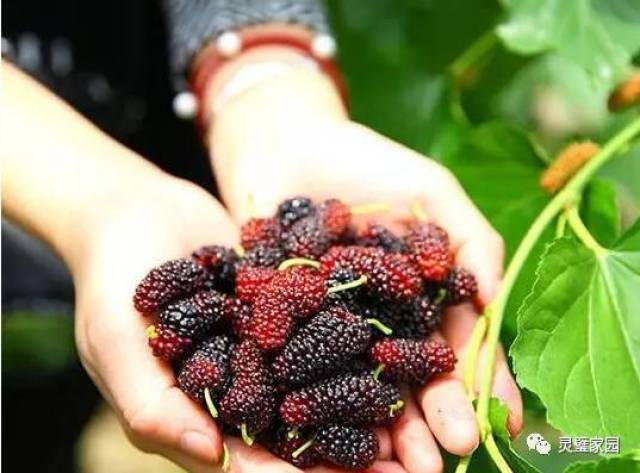 采桑葚 谈到摘桑葚,咱先说说桑树的历史及产地.