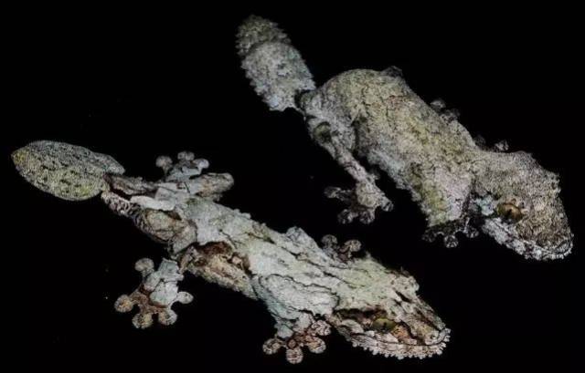 【附录二·地衣叶尾守宫】小编今天疯了,忘了放守宫的照片