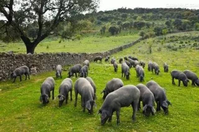 媲美日本和牛的健康“雪花猪”,享誉“行走的橄榄树”,西班牙原装进口伊比利亚黑猪肋排,劲爆价在大连荣耀登陆!OMG还不快抢