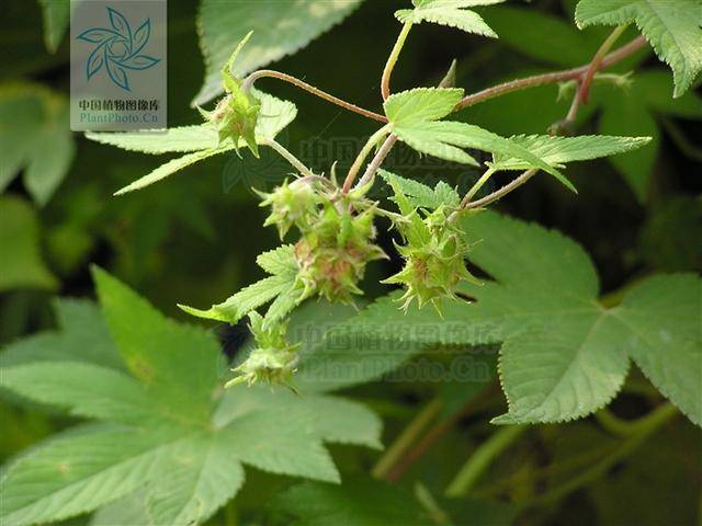 葎草:喝过啤酒未必见过啤酒花,未见过啤酒花也应该见过他兄弟我