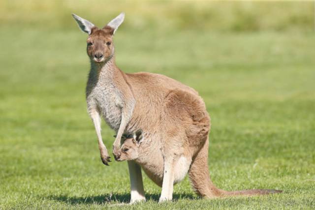 澳洲有三宝,可为啥只有袋鼠动不动就被烤呢?