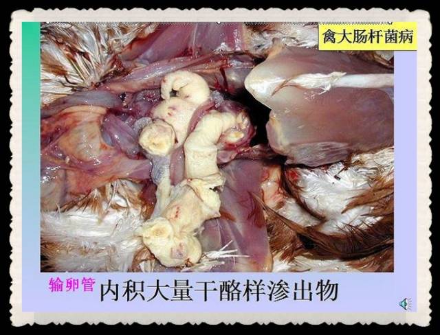 【主要成分】單硫酸卡那黴素可溶性粉 【適應症】用於治療敏感菌所致