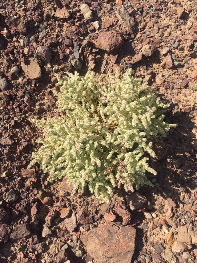 我们一起捡石头去