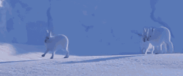 北极兔站起来的样子gif图片