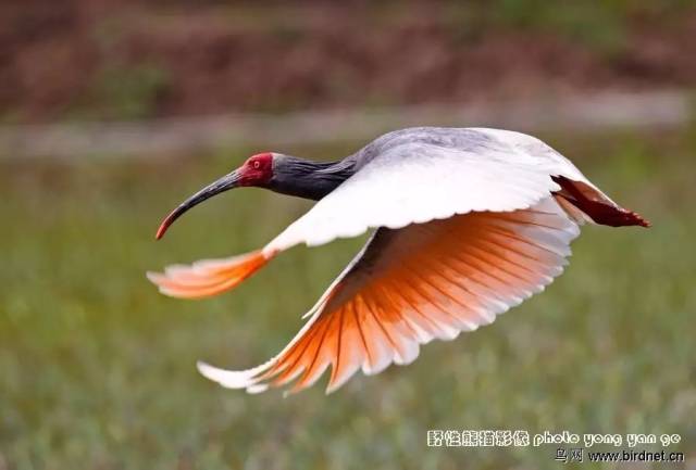 毫无疑问,比起日本,中国的朱鹮是比较幸运的.