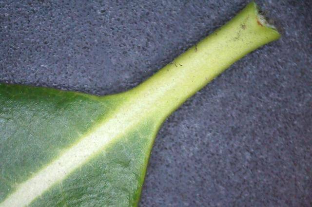 ▽叶痕见3条维管束断痕.