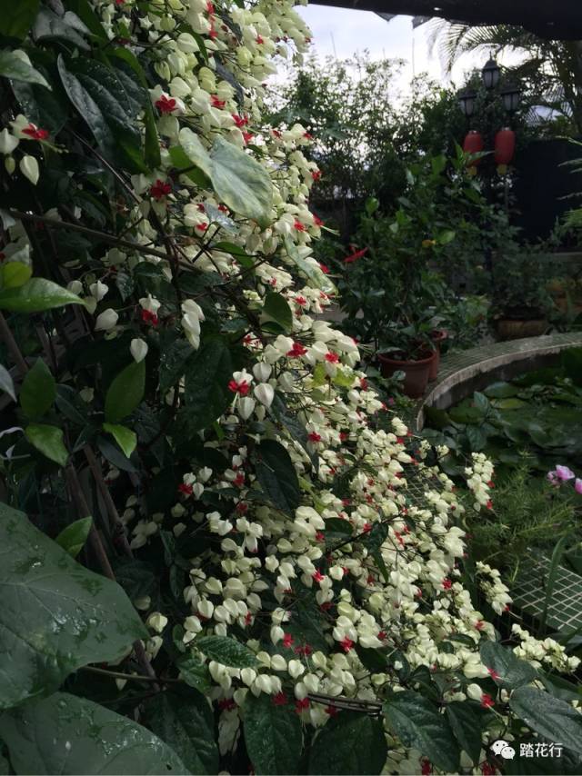 九龙吐珠长得挺给力,不到一年功夫就爬满了架子,直上遮阳棚.