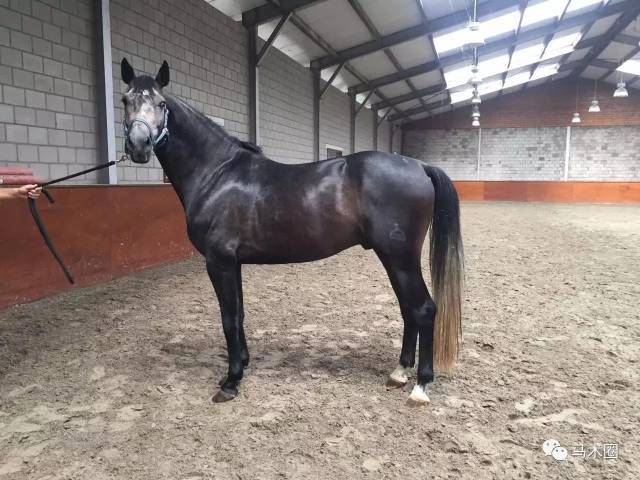 障碍公马 4岁 身高167cm 匈牙利护照