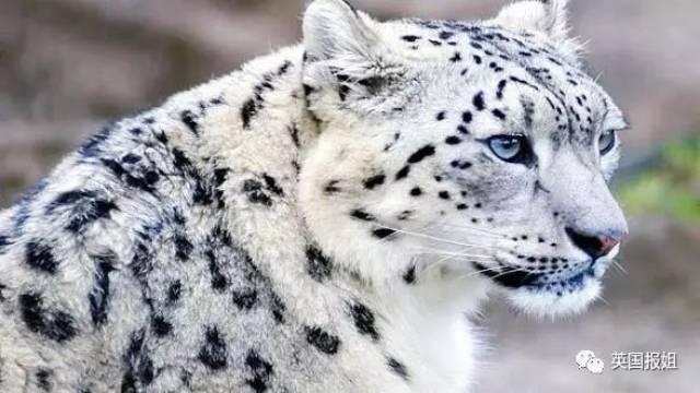 和滚滚一样爱卖萌,爱咬尾巴的雪豹宝宝,终于不是濒危动物啦!