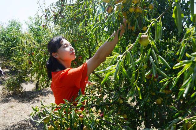 丁家冲贡枣天然果园拥有4000亩面积,该果园规划采摘林果近百种,全年季