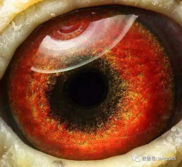 鸽经验鸽子好眼志的解读