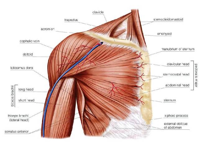 人体肩部结构图解大全图片