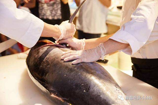 丨金枪鱼解体秀丨