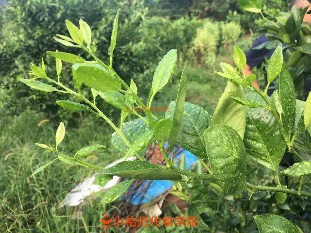 针对于此,前段时间小桔灯联合龙灯中国推出" 福卓 喷杰"体验套装给到