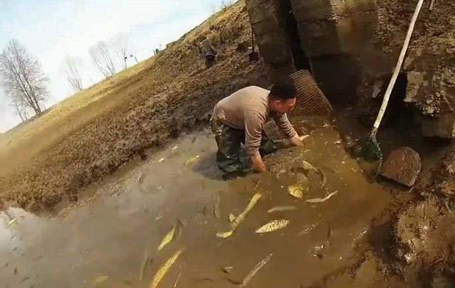 新疆乾旱沒魚釣?看這淺淺的泥水裡,擠滿野魚_手機搜狐網