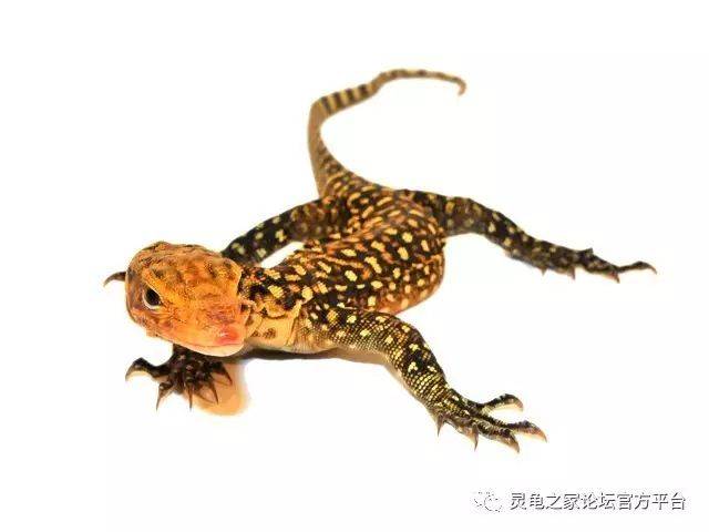 黄头树巨蜥_手机搜狐网