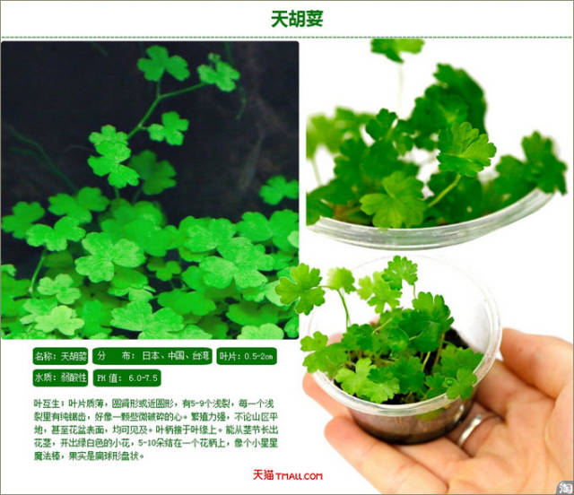 前景水草图文对照 牛毛毡 矮珍珠 天胡荽 中景草是介于前景草与