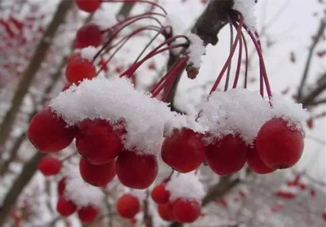 有着到现在都无法忘怀的美食 ▽ 冻红果 就是冰冻的山楂或者山里红 把